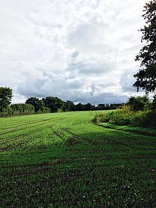 Green Grass Field With Trees thumbnail