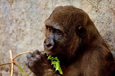 brown gorilla eating leaf thumbnail