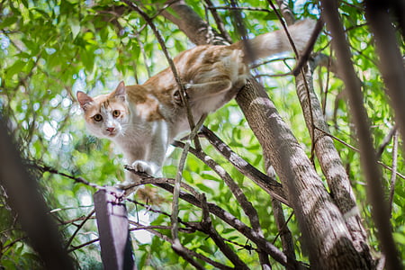 orange and white cat on tree thumbnail
