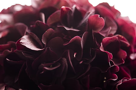 macro photography of red hydrangea flower thumbnail