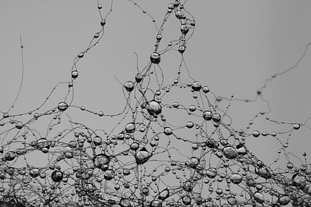 grayscale photography of water dews thumbnail