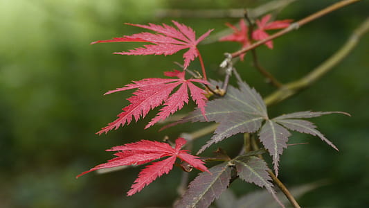 New leaf growth of a Japanese red maple tree with lacey leaves. thumbnail