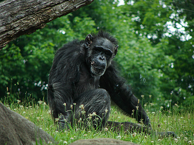black chimpanzee near tree thumbnail