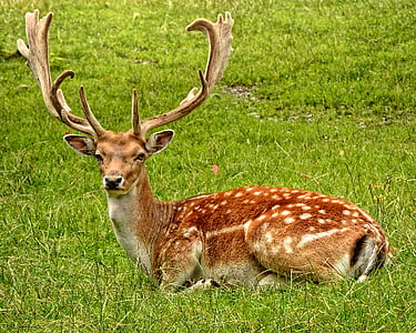 deer leaning on lawn field thumbnail