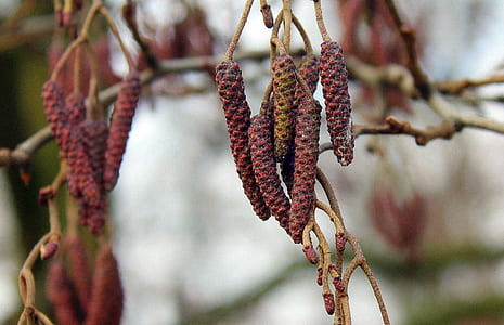 red and brown fruit lot thumbnail