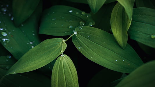 water bubble on green leaf plant photo thumbnail