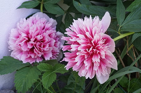 two pink petaled flowers thumbnail