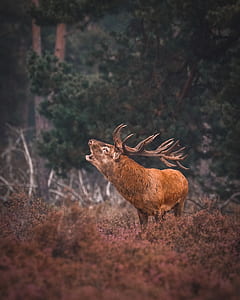 brown moose roaring in the middle of the forest thumbnail