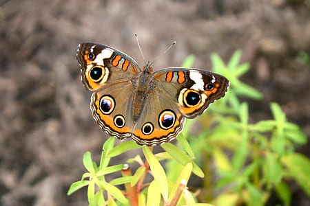 brown and black common buckeye butterfly perched on green plant thumbnail