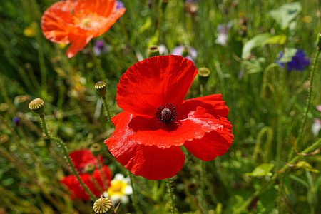 selective focus photography of red poppy flowers in bloom thumbnail