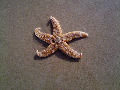 Common Starfish, Starfish thumbnail