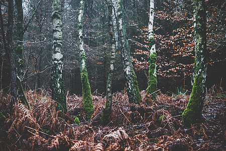 forest trees thumbnail