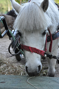 The Horse, The Head Of A Horse thumbnail