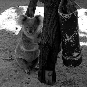 koala holding tree photo thumbnail