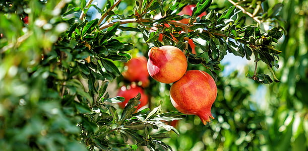 pomegranate fruit thumbnail
