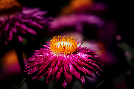 pink and yellow flowers thumbnail