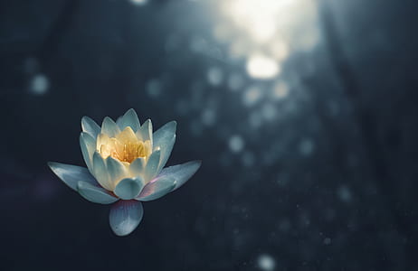 selective focus photography of lotus flower thumbnail