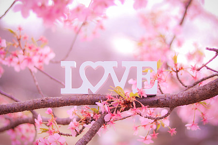 selective focus photography of white cutout LOVE decor on pink petaled tree thumbnail