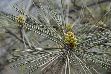 green plant thumbnail