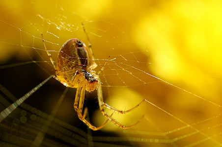 brown barn spider thumbnail