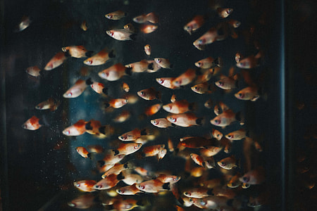 school of red fish thumbnail
