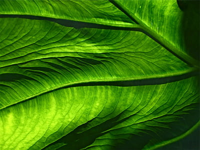 photo of green leaf thumbnail