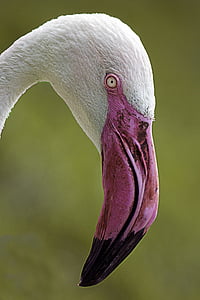 white and pink bird thumbnail