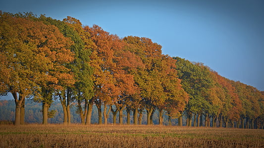 tall trees under calm blue sky thumbnail