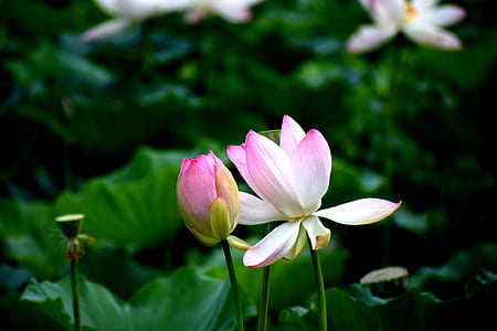 selective focus photography of pink lotus flowers thumbnail