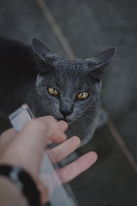 photography of gray cat outdoor thumbnail