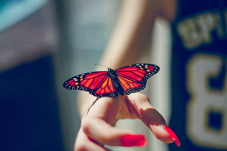 red butterfly thumbnail