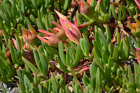 Noon-Flower, Succulent thumbnail