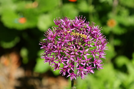pink flowers in macro photography thumbnail