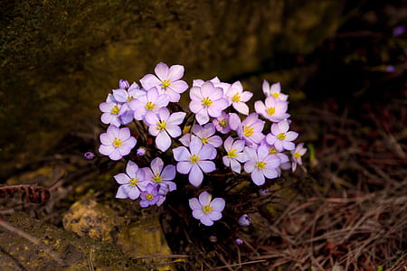 white petaled flower thumbnail