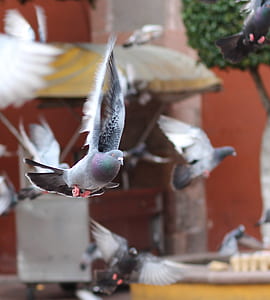 shallow focus photo of flying pigeon during day time thumbnail