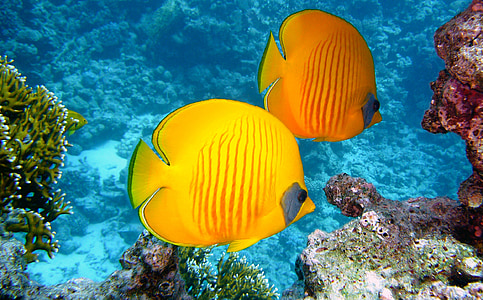 two yellow discus fishes thumbnail