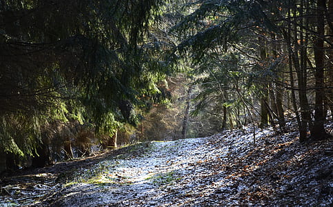 landscape photography of green leafed trees thumbnail