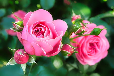 closeup photography of pink rose flowers thumbnail