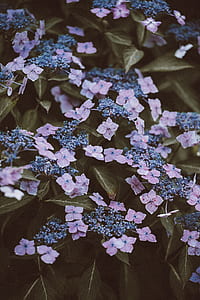 purple flowers scattered in water thumbnail