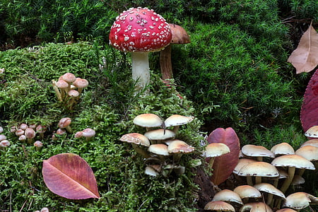 red and brown mushrooms surrounded by plants thumbnail