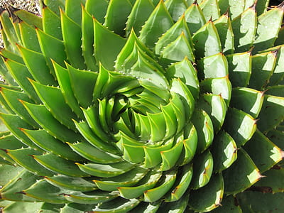 green succulent thumbnail
