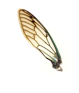 termite wing illustration thumbnail