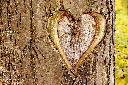 heart on brown tree trunk thumbnail