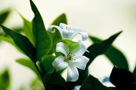 close up photography of white calamansi flowers in bloom thumbnail