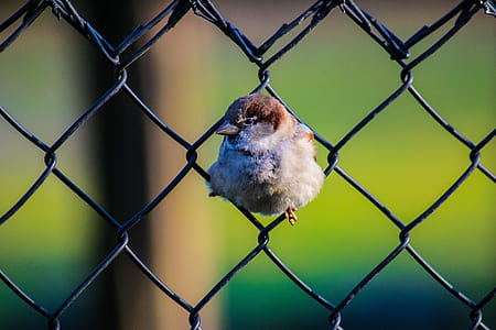 brown bird on chain link fence thumbnail