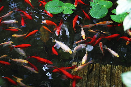 school of fish thumbnail