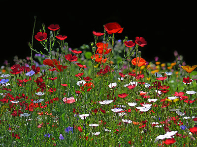 red, orange, and white flowers with green leaves thumbnail