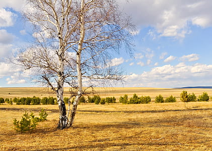 photo of bare tree and dried field thumbnail