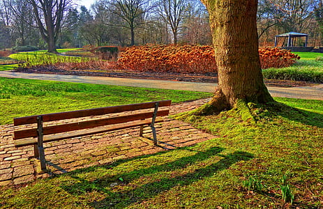 bench beside tree at daytime photo thumbnail