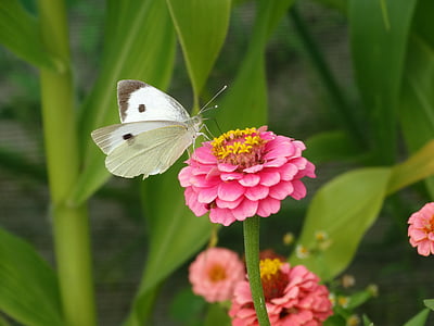 cabbage white butterfly perched on purple petaled flower in closeup photography thumbnail